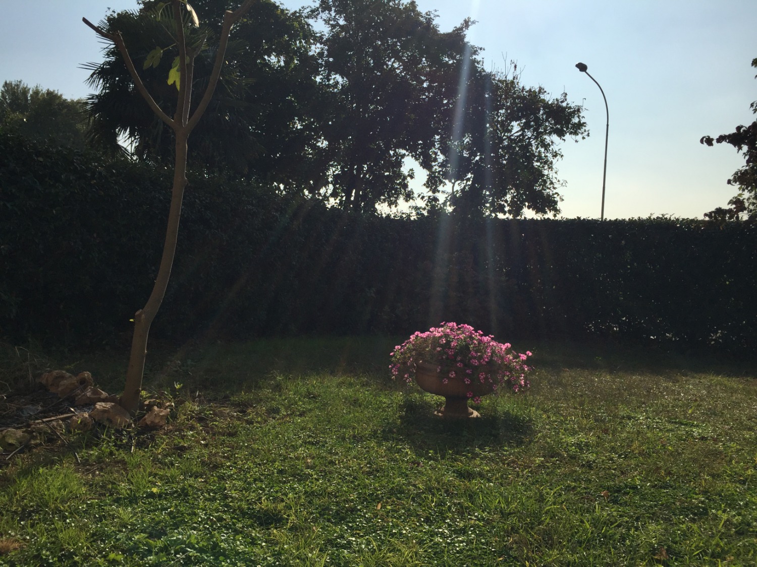 T620 Magenta:  Villa di testa Tratt Riservata